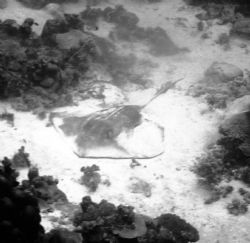 southern stingray in black and white by Jessica Vinokur 